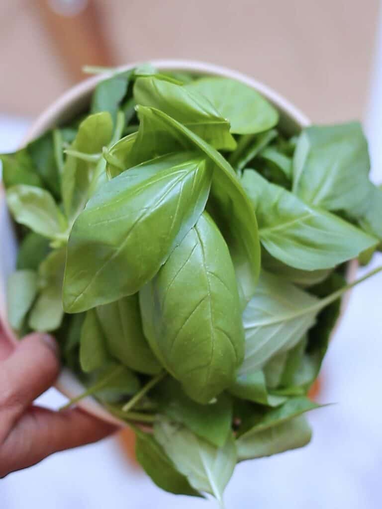 Come essiccare il basilico